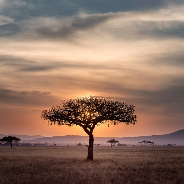 Symbolbild für Kontinent Afrika: Einsamer Baum in der Steppe im Sonnenuntergang